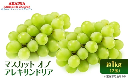 Ԃǂ 2026N s\ }XJbg Iu ALThA 2[ (1.0kg)  R Ԕ֎sY t[c ʕ uhE ʕމRԔ֎s18000ʕEt[c}XJbgEԂǂ