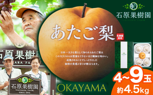 【先行予約】梨 あたご梨 4〜9玉 計4.5kg 贈答箱 石原果樹園 《2025年11月中旬-1月上旬頃より発送予定》岡山県 浅口市 フルーツ 果物 ギフト 贈り物 国産 岡山県産 岡山県浅口市27000果物・フル