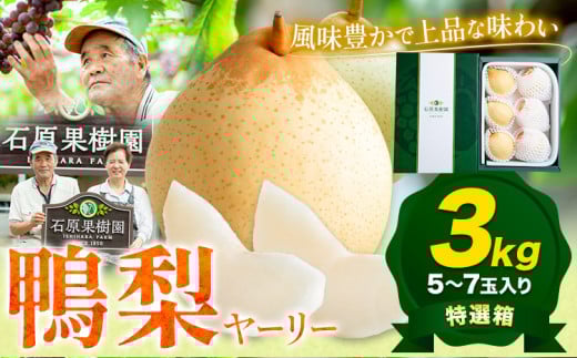 【先行予約】梨 なし 鴨梨 ヤーリー 梨 贈答箱 3kg (5〜7玉入り) 石原果樹園 《2025年11月中旬-2026年1月上旬頃より発送予定》岡山県 浅口市 果物 フルーツ お取り寄せ お取り寄せフルーツ 岡山