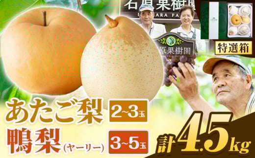 【先行予約】梨 なし 4.5kg あたご梨 2 〜 3玉 鴨梨 3 〜 5玉 贈答箱 石原果樹園 なし フルーツ 果物 新鮮《2025年11月中旬-2026年1月上旬頃より発送予定》岡山県 浅口市 果物 フルーツ 梨 詰め合わ