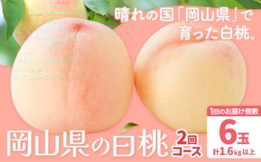 【先行予約】岡山の白桃2回コース 6玉 (1.6kg以上) 株式会社山博 (中本青果)《2026年7月上旬から8月上旬頃出荷》岡山県 浅口市 桃 もも フルーツ  冷蔵 定期便【配送不可地域あり】岡山県浅口