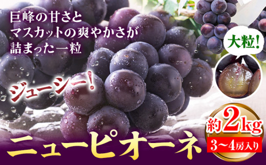 【2026年先行予約】ぶどう ピオーネ ニューピオーネ 約2kg 3~4房 果物 スイーツ フルーツ デザート 葡萄 吉備高原の農園 幸屋 sachiya 岡山県 浅口市《2026年9月上旬から9月中旬に発送予定(土日祝