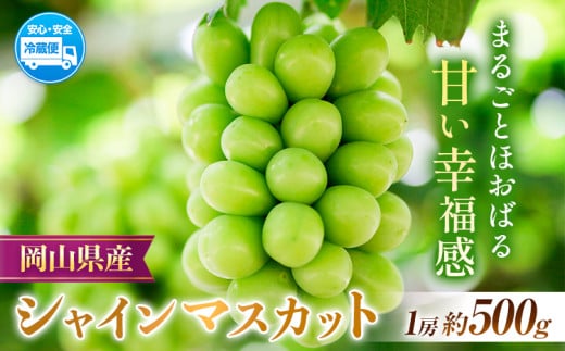 【2026年先行予約】岡山県産 シャインマスカット  約500g ( 1房 )  クール便 晴れの国 おかやま館(フルーツランド岡山) 《2026年8月下旬-9月下旬頃出荷》岡山県 浅口市【配送不可地域あり】(離