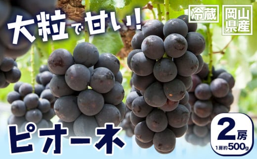 【2026年先行予約】岡山県産 ピオーネ 2房 約500g×2 晴れの国 晴れの国 おかやま館(フルーツランド岡山)《2026年7月中旬-8月下旬頃出荷》岡山県 浅口市 マスカット ぶどう 葡萄 果物 フルーツ