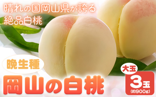 【令和8年度先行予約】 岡山の白桃 晩生種 大玉3玉 約900g 晴れの国 おかやま館(つむぐ株式会社) 《2026年7月下旬-8月下旬頃出荷》岡山県 浅口市 フルーツ モモ 果物 青果 旬【配送不可地域あ