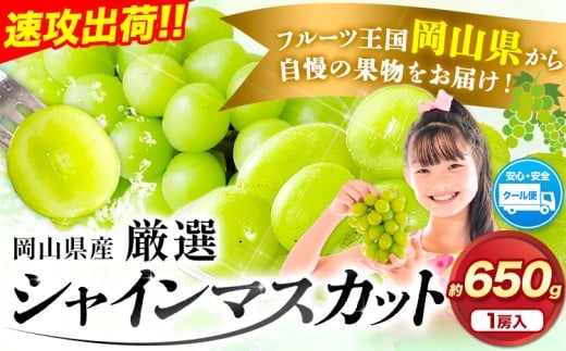 すぐ届く!【スピード出荷 3-7営業日以内発送】厳選 シャインマスカット 1房 (約650g) 訳あり 岡山県 浅口市 シャインマスカット ぶどう フルーツ 果物 贈り物 ギフト 国産 岡山県産  ブドウ