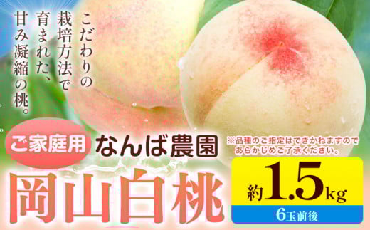 桃 もも【2026年先行予約】ご家庭用 岡山白桃 約1.5kg ( 6玉 前後 ) 《2026年6月中旬-8月下旬頃出荷》なんば農園 岡山県 浅口市 フルーツ モモ 果物 青果 旬 白桃 桃 訳アリ わけあり 訳あり 【配