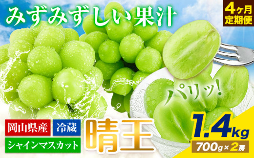 【2026年先行予約】ぶどう 4ヶ月 定期便 シャインマスカット 晴王 1.4kg 2房 岡山県産《2026年7月上旬-10月末頃出荷》 ハレノフルーツ マスカット  岡山県 浅口市 フルーツ 果物 国産 岡山県産【