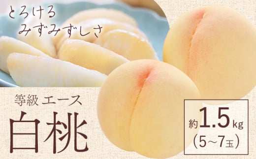 【2026年先行予約】白桃 等級 エース 約1.5kg 5〜7玉入り もも モモ 岡山 国産 フルーツ 果物 桃茂實苑《2026年6月中旬-8月下旬頃出荷》岡山県 浅口市 フルーツ モモ 果物 青果 旬 白桃 国産 岡山