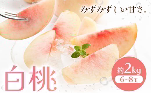 【2026年先行予約】白桃 約2kg もも モモ 岡山 国産 フルーツ 果物 桃茂實苑《2026年6月中旬-8月下旬頃出荷》岡山県 浅口市 フルーツ モモ 果物 青果 旬 白桃 国産 岡山県産【配送不可地域あり