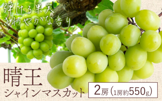 【2026年先行予約】シャイン マスカット 晴王 2房(1房550g以上)マスカット ブドウ 葡萄 岡山県産 国産 フルーツ 果物 ギフト 桃茂實苑《2026年7月上旬-8月中旬頃出荷》岡山県 浅口市 フルーツ