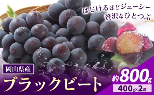 【2026年先行予約】岡山県産 ぶどう ブラックビート 計 800g 2房 株式会社 はちや《2026年8月上旬-9月上旬頃出荷》岡山 国産 葡萄 フルーツ 果物 岡山県 浅口市 フルーツ 果物【配送不可地域あ
