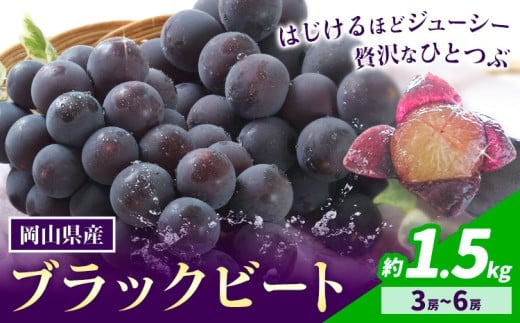 【2026年先行予約】岡山県産 ぶどう ブラックビート 計 1.5kg 3房 〜 6房 株式会社 はちや《2026年8月上旬-9月上旬頃出荷》岡山 国産 葡萄 フルーツ 果物 岡山県 浅口市 フルーツ 果物【配送不可