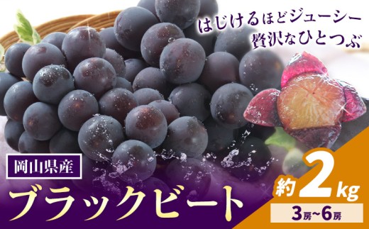 【2026年先行予約】岡山県産 ぶどう ブラックビート 計 2kg 3房 〜 6房 株式会社 はちや《2026年8月上旬-9月上旬頃出荷》岡山 国産 葡萄 フルーツ 果物 岡山県 浅口市 フルーツ 果物【配送不可地
