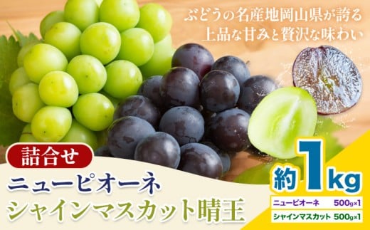 【2026年先行予約】 岡山県産 シャインマスカット「晴王」とニューピオーネ 計 1kg 株式会社はちや《2026年8月下旬‐9月下旬頃頃出荷》岡山県 浅口市 ぶどう 葡萄 フルーツ ギフト 果物 デザ