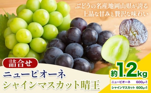 【2026年先行予約】 岡山県産 シャインマスカット「晴王」とニューピオーネ 計 1.2kg 株式会社はちや《2026年8月下旬‐9月下旬頃頃出荷》岡山県 浅口市 ぶどう 葡萄 フルーツ ギフト 果物 デザ
