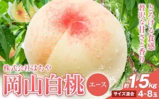 【2026年先行予約】岡山白桃 等級 エース 約1.5kg《2026年7月上旬‐8月下旬頃出荷》株式会社 はちや もも モモ 岡山 国産 フルーツ 果物 岡山県 浅口市 フルーツ モモ 果物 青果 旬 白桃 国産 岡