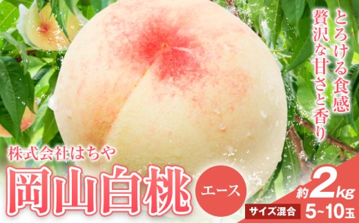 【2026年先行予約】岡山白桃 等級 エース 約2kg《2026年7月上旬‐8月下旬頃出荷》株式会社 はちや もも モモ 岡山 国産 フルーツ 果物 岡山県 浅口市 フルーツ モモ 果物 青果 旬 白桃 国産 岡山