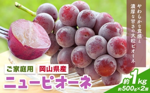 【2026年先行予約】岡山県産 ご家庭用 ニューピオーネ詰合せ 計1kg 株式会社はちや《2026年8月下旬-9月下旬頃出荷》岡山県 浅口市 ぶどう 葡萄 フルーツ ギフト 果物 デザート 国産 【配送不可