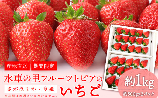 47.【先行予約】やかげのいちごギフトセット(さがほのか・章姫) 約1kg(約500g×2P)《1月中旬-2月末頃出荷》水車の里フルーツトピア岡山県矢掛町産 苺 果物 フルーツ いちご さがほのか岡山県矢