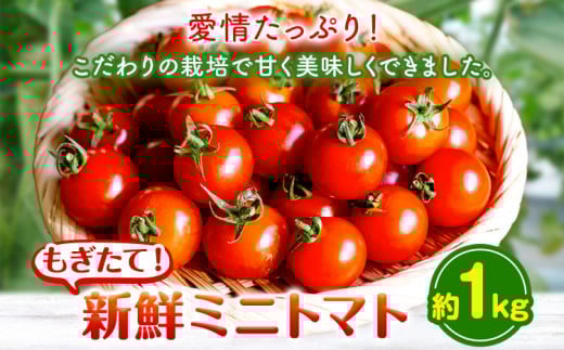 ミニトマト 約1kg 出原農園 《1月上旬-5月末頃出荷》 岡山県 矢掛町 野菜 ミニトマト もぎたて 新鮮 st-p岡山県矢掛町9000野菜・きのこトマト
