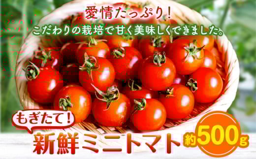 ミニトマト 約500g 出原農園 《1月上旬-5月末頃出荷》 岡山県 矢掛町 野菜 ミニトマト もぎたて 新鮮 st-p岡山県矢掛町6000野菜・きのこトマト