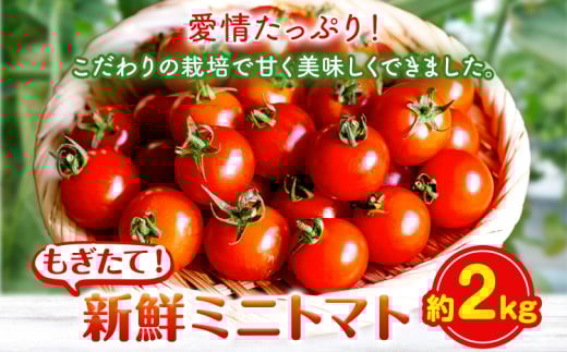 ミニトマト 約2kg 出原農園 《1月上旬-5月末頃出荷》 岡山県 矢掛町 野菜 ミニトマト もぎたて 新鮮 st-p岡山県矢掛町15000野菜・きのこトマト