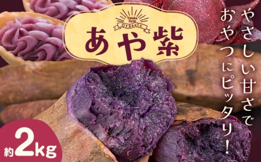 さつまいも 芋 あや紫 アヤムラサキ 約2kg Yataka farm《10月上旬-1月末頃出荷》岡山県 矢掛町  野菜 いも サツマイモ 紫芋 紫いも お取り寄せ岡山県矢掛町10000野菜・きのこじゃがいも・イモ類