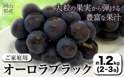 【2026年発送先行予約】ご家庭用 岡山県産 オーロラブラック 1.2kg 2-3房 晴れの国おかやま館 《2026年9月上旬-9月下旬頃出荷》岡山県 矢掛町 葡萄 ぶどう 果物 スイーツ フルーツ デザート【配