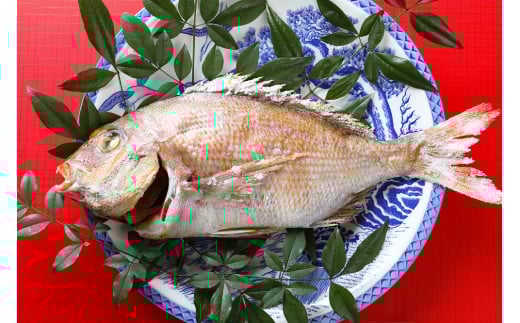 天然真鯛の塩焼き1尾 〜お祝い・お食い初め等におすすめ〜【お祝い ギフト お食い初め 尾道市 鯛 塩焼き 真鯛】広島県尾道市24000魚介・海産物鮮魚