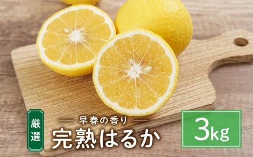 完熟はるか 3kg ドルチェみかん【人気 おすすめ 瀬戸内 広島県  尾道市】広島県尾道市10000果物・フルーツみかん・柑橘類