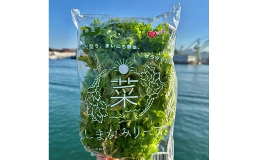 しまなみリーフ8袋 (1袋140gX8袋)2025年11月下旬から発送【野菜 サラダ 無農薬 やさい 食品 人気 おすすめ 尾道 因島】広島県尾道市11000野菜・きのこその他 野菜