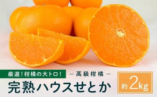 柑橘の大トロ!完熟ハウスせとか  2kg 2026年2月中旬〜発送予定【フルーツ 人気 お取り寄せ 産地直送 もりの農園 ドルチェみかん みかん せとか 柑橘 果物 フルーツ 産地直送 人気 おすすめ