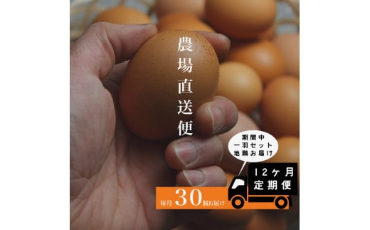 『定期便』四ツ葉農場の霜降りたまご「きみがスター」30個全12回+地鶏1羽付き_YO019_007s12広島県北広島町130000卵・乳製品卵(鶏、烏骨鶏等)