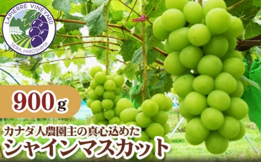 No.183 【カナダ人農園主の真心を込めた】シャインマスカット約0.9kg / 果物 フルーツ 葡萄 ブドウ 広島広島県世羅町11000果物・フルーツマスカット・ぶどう