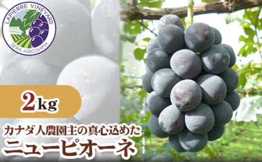 No.217 【カナダ人農園主の真心を込めた】ニューピオーネ約2kg / 果物 フルーツ 葡萄 ブドウ ぶどう 広島県広島県世羅町20000果物・フルーツマスカット・ぶどう