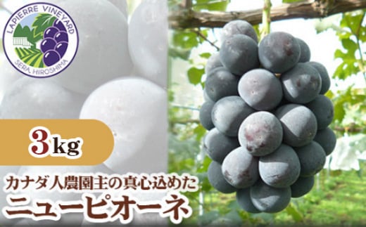 No.262 yJi_l_̐^S߂zj[sI[l3kg ^  uhE ʕ t[c L YiL27000ʕEt[c}XJbgEԂǂ