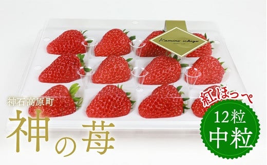 神石高原産「神の苺」(中粒) ※令和8年1月から4月発送予定広島県神石高原町11000果物・フルーツいちご