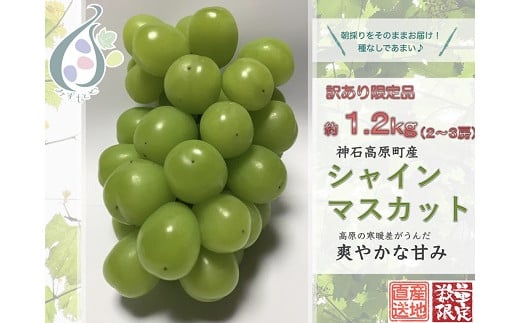 【令和7年発送分 / 先行予約】訳ありシャインマスカット 約1.2s 神石高原町産〈ご家庭用〉【みずもとや(田邉)】広島県神石高原町11000果物・フルーツマスカット・ぶどう
