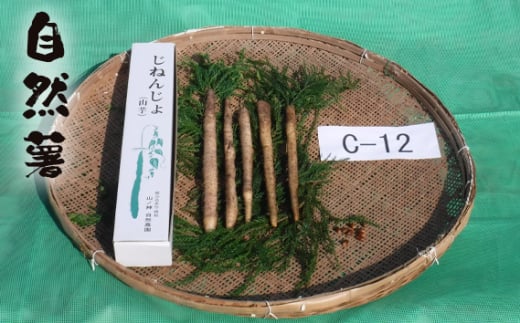 No.175 自然薯 C-12 / じねんじょ 芋 粘り 山口県山口県下松市13000野菜・きのこ大根・ニンジン・根菜類