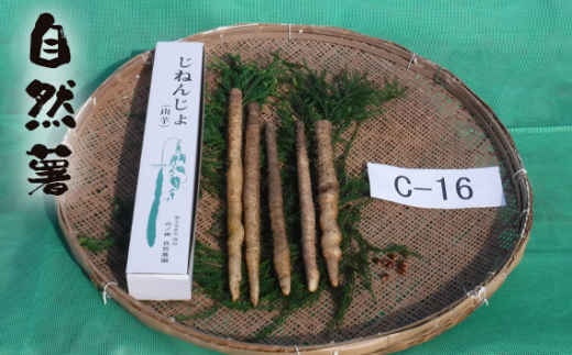 No.178 自然薯 C-16 / じねんじょ 芋 粘り 山口県山口県下松市18000野菜・きのこ大根・ニンジン・根菜類