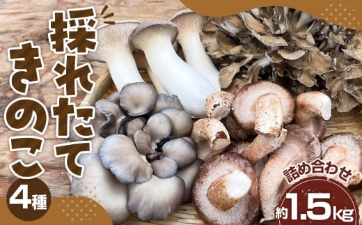 No.208 ̂ꂽĂ̂4lߍ킹Zbg@1.5kg ^ LmR  VN  Yn SS _sgp ؗ VՂ ݂ 畨 BBQ ۏ GM ܂ Ђ炽
