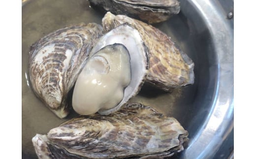 真カキ山口県周防大島町30000魚介・海産物貝類