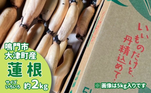 【訳あり】鳴門市大津町産 蓮根 (不揃い) 約2kg【数量限定】 れんこん 天ぷら きんぴら徳島県鳴門市9000野菜・きのこ大根・ニンジン・根菜類