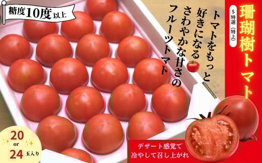 【先行予約】 フルーツ トマト 1kg S 特選 1kg 糖度 10以上 冷蔵 野菜 ギフト プレゼント 贈答 缶 ジュース にも 珊瑚樹 徳島 小松島 2026年5月発送徳島県小松島市12000野菜・きのこトマト