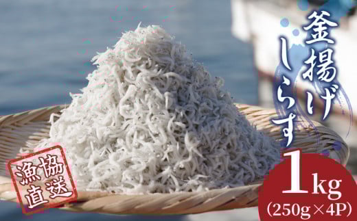 しらす 釜揚げ 1kg 漁協直送 250g × 4パック ごはん のお供 ちりめん 小分け 便利 おつまみ 酒の肴 魚 魚介 小魚 海鮮 海産物 おかず しらす丼 お米 グルメ 食品 新鮮 手軽 時短 ピザ パスタ オイ