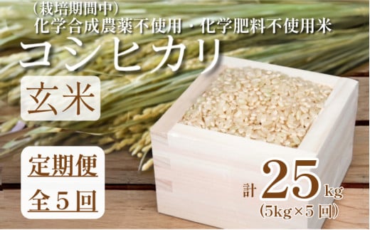 yߘa7NYVāz@  5   RVqJ v25kg 5kg × 5    ͂ Y   TKG  ɂ ނ V ӂ邳 LO h{ N S 