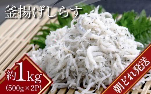 しらす 冷蔵  1kg(500g×2パック) 瀬戸内海 四国 徳島 小松島  | 水揚げ 釜揚げ| 太平洋 瀬戸内海 結ぶ 紀伊水道 鳴門 海域 | しらす丼 魚介 シーフード 特産品 海産物 新鮮 惣菜  国産 鮮度