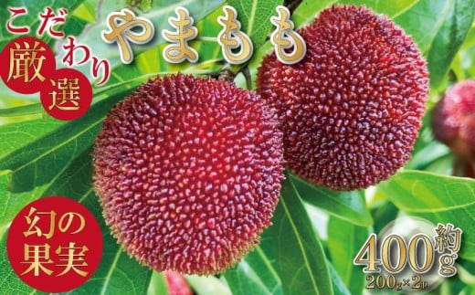 【先行予約】やまもも 400g 2026年6月下旬より順次発送 小分け パック 季節 フルーツ レア ベリー 山桃 健康 ジャム 果実酒 おやつ お菓子 スムージー 小松島市 国産徳島県小松島市14000果物・