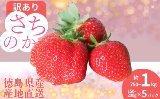 訳あり いちご さちのか 5パック 1パック150g~200g 計約750g~1kg 季節限定 ブランド 苺 大粒 旬 産地 直送 期間限定 限定出荷 フレッシュ ストロベリー フルーツ 果物 くだもの 国産 洋菓子 和菓子